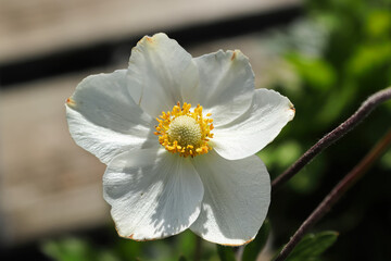 A white snowdrop anemone in bloom during summer
