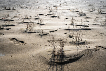 des herbes et des formes en contre jours dans un désert