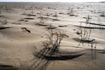 un désert avec quelques touffes d'herbe