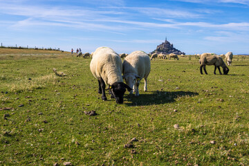 Naklejka na ściany i meble Flock of sheep in front of the Mont Saint Michel abbey. Mont Saint-Michel, Normandy, France