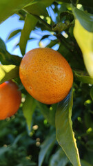 Closeup of ripe juicy mandarin oranges in greenery on tree branches.