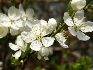 tree blossom