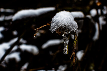 Snow cap and icicle on tiny twig