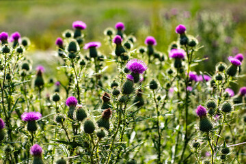 natural view of summer field with purple wild flowers