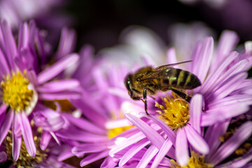 honey bee in purple spring flowers