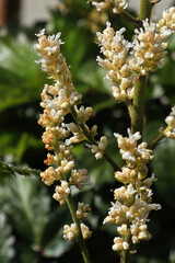 Blooms of white astilbe flowers bloom in the summer