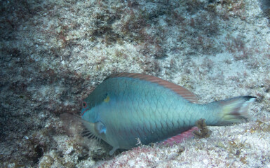 Fototapeta na wymiar Redband Parrotfish