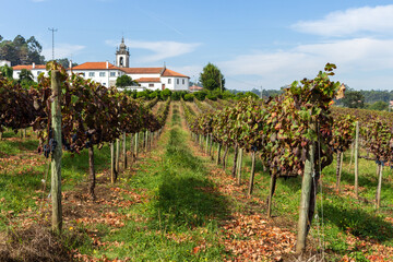 Fototapeta na wymiar The Parish Church of Palmeira de Faro, Esposende. Vineyards prepared for the collection of grapes. Agricultural field in Minho Region. Minho is the biggest wine producing region in Portugal.