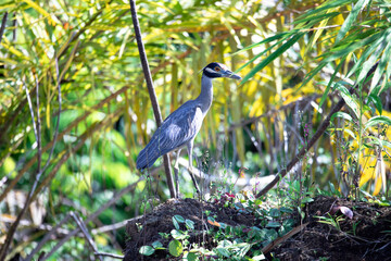 Nyctanassa Violacea species also known as crab heron, a tropical bird in his natural habitat, Osa, Costa Rica.