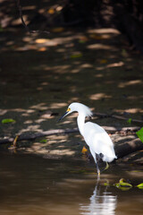 Wild silver heron with white plumage resting along the river in his natural habitat, Osa, Costa Rica.