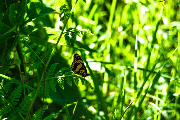 butterfly on green grass