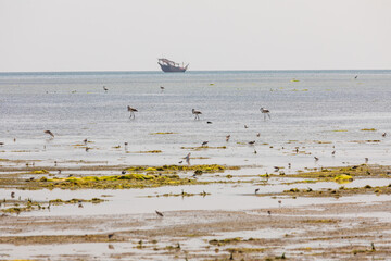 Flamingos and sea birds in a coastal marsh in Oman.