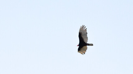 Turkey vulture with open wings in flight with sky in the background, Osa Peninsula, Costa Rica
