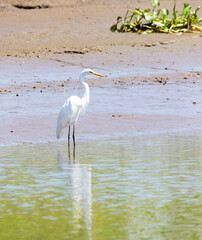 Wild silver heron with white plumage resting along the river in his natural habitat, Osa, Costa Rica.