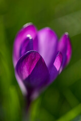 Crocus tommasinianus Ruby Giant in flower in springtime, United