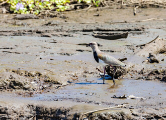 Obraz premium Southern Lapwing, Vanellus chilensis on the river in its natural habitat in Corcovado National Park, Costa Rica