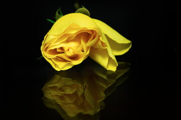 Rosa amarela sobre fundo negro