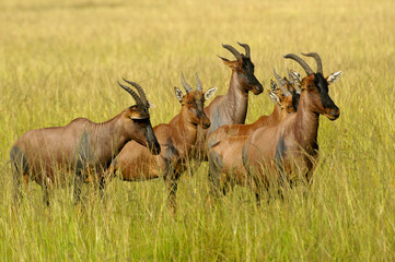 Naklejka na ściany i meble Group of topis in long grass, Masai Mara Game Reserve, Kenya