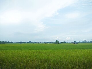 Fototapeta premium green field with blue sky
