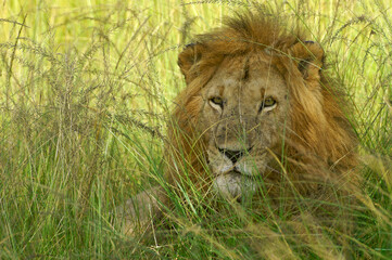 Portrait of male lion in long grass, Masai Mara Game Reserve, Kenya