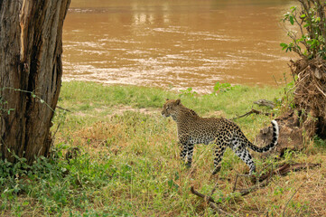 African leopard on bank of Ewaso Nyiro (Uaso Nyiro) river, Samburu Game Reserve, Kenya