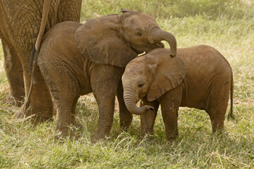 Fototapeta premium Elephant calves playing, Samburu Game Reserve, Kenya