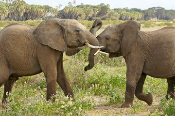 Fototapeta na wymiar Juvenile elephants play-fighting, Samburu Game Reserve, Kenya
