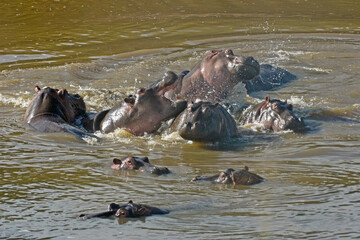Fototapeta premium Hippo annoyed by overcrowding in Mara River, Masai Mara Game Reserve, Kenya