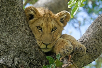 Portrait of lion cub resting in tree, Masai Mara Game Reserve, Kenya
