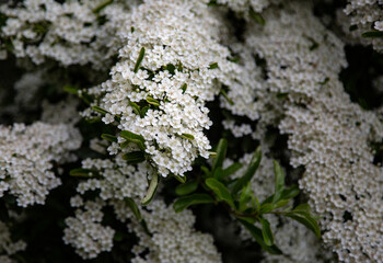 white summer flowers