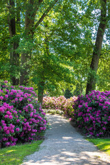 Bushes with pink rhododendron flowers in the park