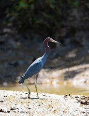 Egretta Caerulea species also know as Blue Heron a tropical bird in his natural habitat, Osa, Costa Rica.