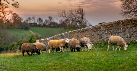Evening, sheep eating grass in the field. Rural Ireland