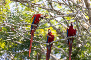 Tree red parrots on a tree during a rest on a tropical tree on their natural habitat, Osa, Ara peninsula, Costa Rica.