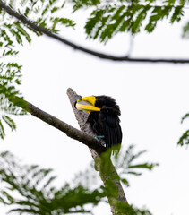 Fototapeta premium Chestnut-mandibled toucan species Swainson's toucan on a tree and cleans his plumage in its natural habitat, Costa Rica.