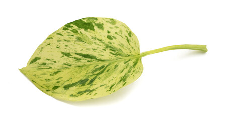 Pothos leaf