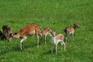 family of fallow deer (Dama dama) with suckling fawn in the meadow