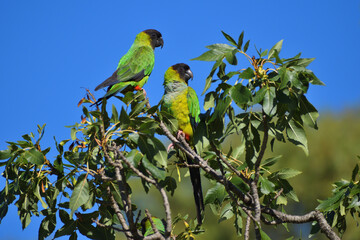 pair of wild nanday parakeet (Aratinga nenday) perching in a tree