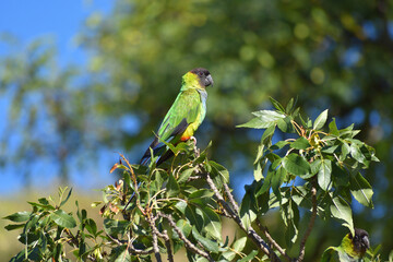 wild nanday parakeet (Aratinga nenday) perching in a tree