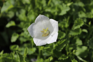 Macro of Bellflowers blooming in spring between leaves