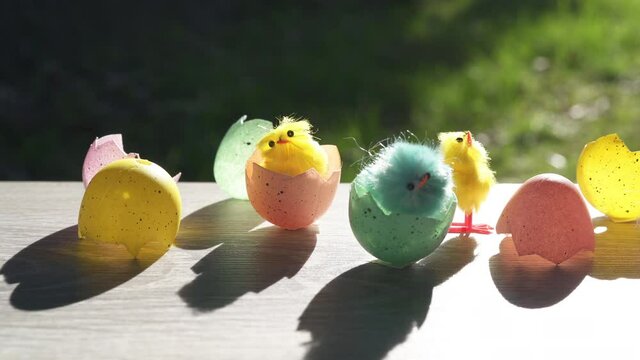 eggs and chicks in spring