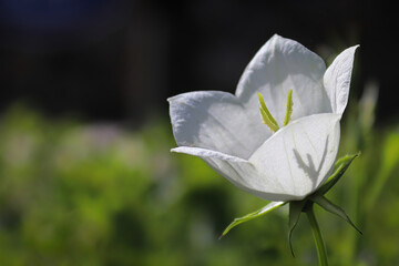 Shadow of a bellflower stigma silhouette through petals