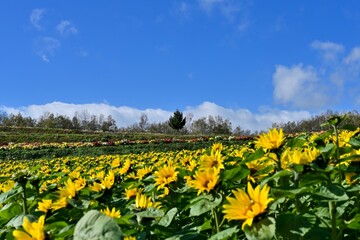満開のヒマワリと富良野の丘のコラボ情景＠北海道
