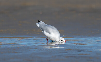 Black-headed gull (Chroicocephalus ridibundus)