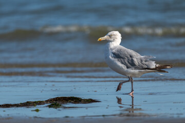 European herring gull (Larus argentatus)