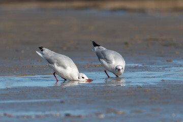 Black-headed gull (Chroicocephalus ridibundus)