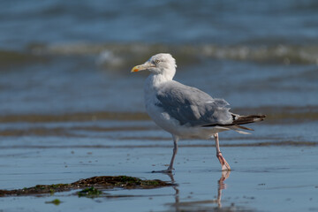 European herring gull (Larus argentatus)