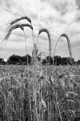 Several ears of rye against the background of the sky and the countryside. Ukraine, Kharkov region.