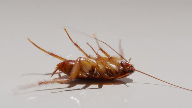 Close up cockroach isolated on white background.Cockroaches are dying White background cockroach and white cockroach supination.