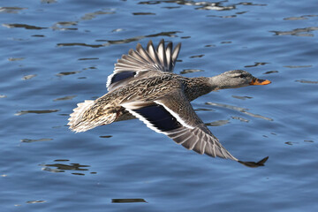 Mallard ducks in lake in winter on sunny day
